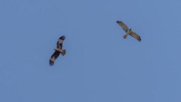 falcão, falcão, pipa, francelho voando no céu foto