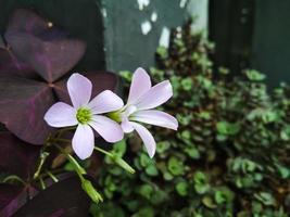 esta flor tem o nome científico oxalis triangularis ou muitas vezes referida como trevos roxos. com fundo desfocado foto