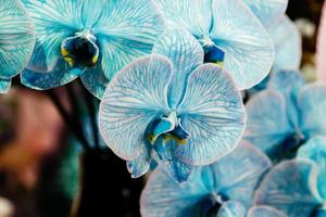 linda orquídea azul foto