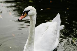 o cisne bebe água, bicos pingam do bico foto