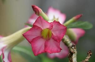 olhando para uma flor rosa e branca desabrochando foto