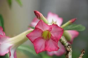 pétalas de flores muito rosa florescendo em um jardim foto