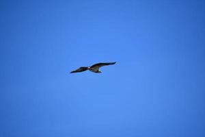 águia pescadora voando em um céu azul brilhante foto
