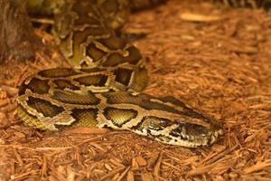 grande cobra python birmanesa em uma pilha de lascas de madeira foto