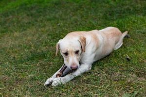 labrador em uma caminhada no parque foto