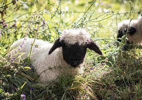 schaf wolle blacknosesheep foto