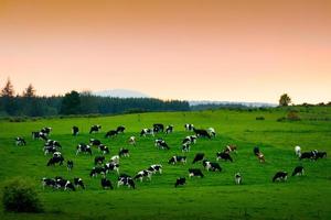 as vacas comem grama em pastos verdejantes sem fim e fazendas da irlanda. bela paisagem irlandesa com campos e prados verde-esmeralda. paisagem rural verde primavera no pôr do sol foto
