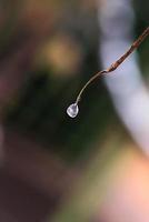 gota congelada em um galho foto