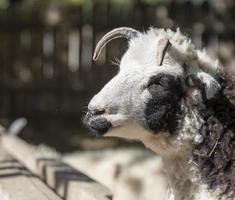 retrato de um carneiro com chifres na natureza foto
