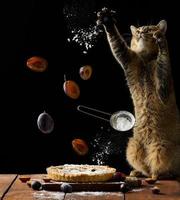 torta redonda assada com ameixas, gato reto escocês cinza joga ingredientes e polvilha açúcar de confeiteiro em produtos de panificação, fundo preto foto