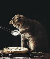 gato reto escocês adulto segura uma peneira com açúcar de confeiteiro e polvilha uma torta de ameixa em uma mesa rústica marrom. cozinheiro animal engraçado foto