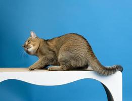 gato reto escocês cinza adulto fica em um poste de arranhar de construção de papel em um fundo azul foto