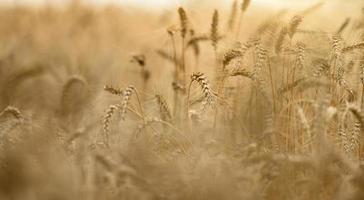 campo com espigas de trigo maduras amarelas em um dia de verão, foco seletivo, fechar foto