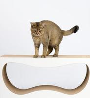 gato reto escocês cinza adulto fica em um poste de arranhar de construção de papel e olha para a câmera. casa de descanso de animais. fundo branco foto