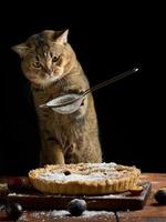 gato reto escocês adulto segura uma peneira com açúcar de confeiteiro e polvilha uma torta de ameixa em uma mesa rústica marrom. cozinheiro animal engraçado foto