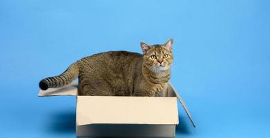 gato chinchila reto escocês adulto senta-se em uma caixa de papelão marrom sobre um fundo azul foto