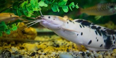 peixe-gato albino flagrado nadando em aquário subaquático foto
