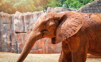 elefante asiático tailândia foto