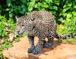 tigre leopardo onça animal vida selvagem caça foto