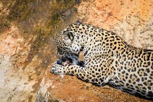 jaguar caça animal comendo sua presa tigre come carne crua na natureza parque nacional da vida selvagem foto