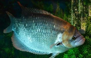 peixe gourami de cauda vermelha gigante nadando no aquário subaquático no tanque de peixes foto