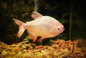 peixe albino pacu cachama peixe pacu branco tambaqui - colossoma macropomum foto