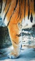 perna de tigre perto do padrão de pele de tigre de Bengala da perna dianteira foto