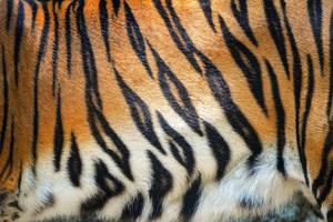 padrão de tigre linda textura de tigre de bengala real padrão de listras pretas laranja para plano de fundo foto
