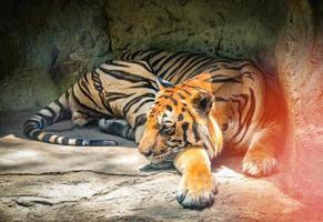 tigre de bengala - tigre real dormindo na caverna da cavidade no parque nacional foto