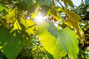 o sol brilha através da folhagem verde das uvas.