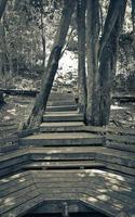 trilha de caminhada parque nacional de tablemoutain, cidade do cabo, áfrica do sul. foto