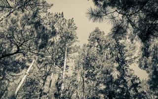 copas das árvores, troncos de árvores vistos de baixo. parques nacionais da montanha da mesa. foto