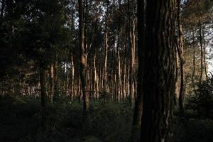 sol da manhã brilhando através da floresta de pinheiros. foto