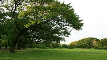 jardim verde na hora dourada foto