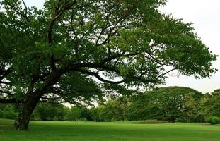 grandes árvores verdes foto