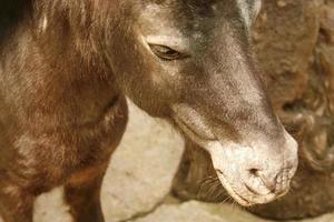 close-up do cavalo foto