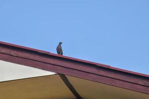 pombos empoleirados no telhado de uma casa tailandesa foto