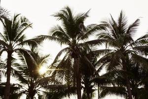 palmeiras na luz do sol foto