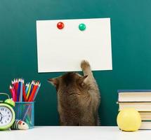 um gato cinza escocês de orelha reta adulto estica a pata até o topo contra o fundo de um quadro-negro verde escolar. de volta à escola foto