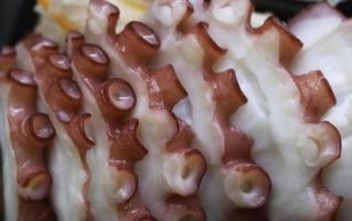 close-up de tentáculos de lula foto