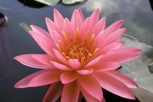 flor de lótus rosa na água foto