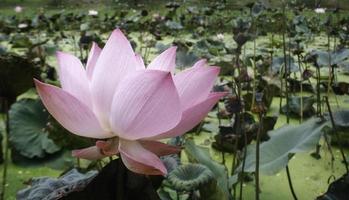 flor rosa na lagoa foto