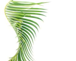 folha de palmeira curva em branco foto