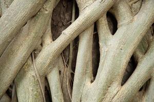 raízes de uma árvore foto