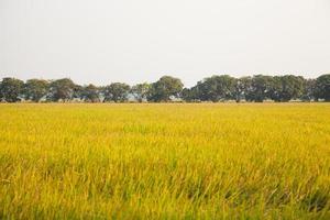 mangueiras no campo de arroz