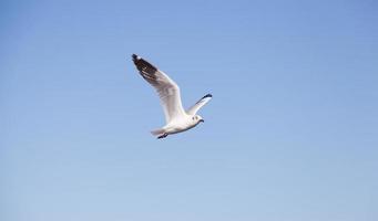 gaivota no céu foto