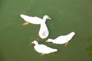 patos na lagoa foto