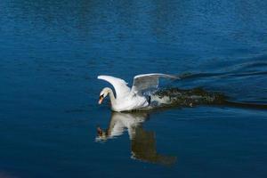 lindo cisne flutua no lago foto