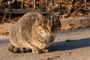 o gato de rua é aquecido nos raios do sol foto