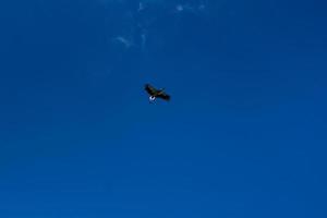 cegonha voando no céu azul com nuvens brancas foto